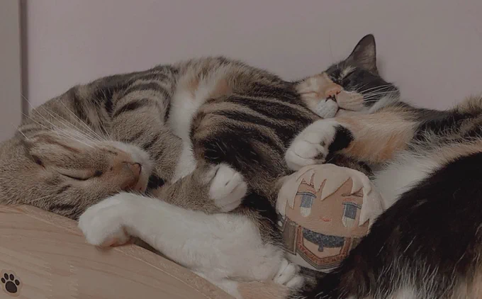 ねこ 