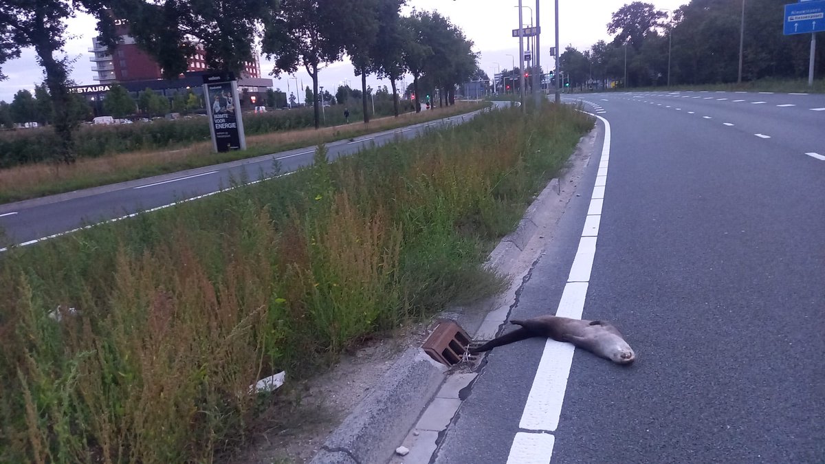 JBredenbeek's tweet photo. Veel dode otters rond Zwolle helaas, in een week tijd 3 stuks. Soms op onverwachte lokaties. Gelukkig worden er veel knelpunten opgelost in samenwerking met gemeenten en #WDOD https://t.co/UelijtvrJ7