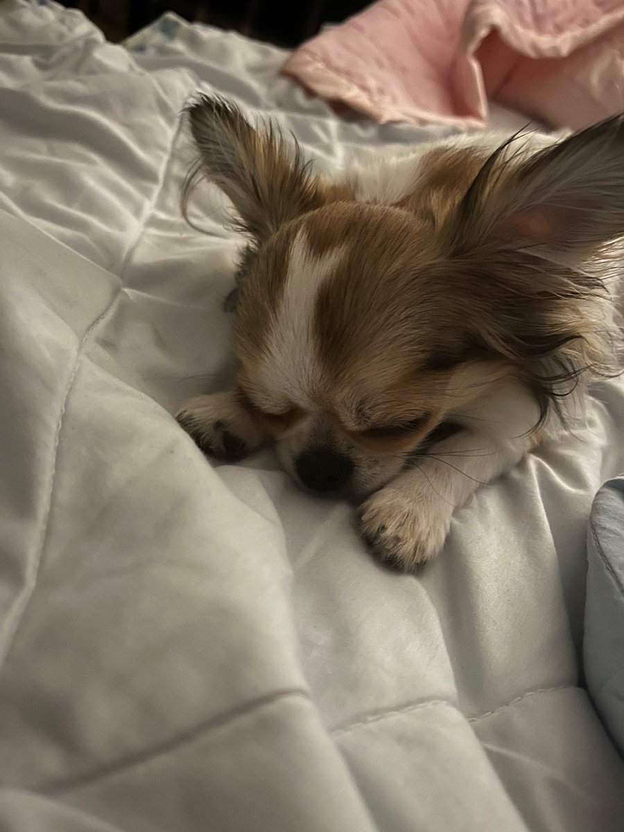 IM_imkitty's tweet image. 렌즈낀 눈 빡빡해져오는데 봉숙공주님 보고 눈 촉촉해졌다,,,🥹