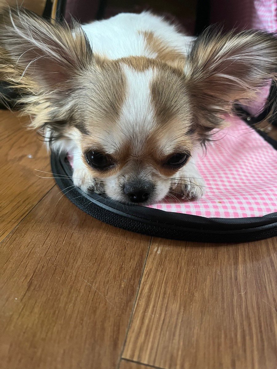 IM_imkitty's tweet image. 렌즈낀 눈 빡빡해져오는데 봉숙공주님 보고 눈 촉촉해졌다,,,🥹