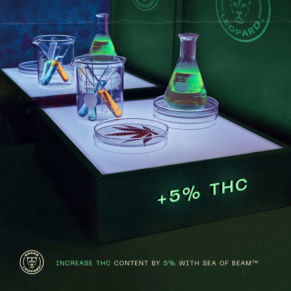 Boost ur THC +5% with The Sea of Beam. Amongst other benefits,THC increase from light placement is a game changer for 👩‍🌾 trying to hit those numbers that keep u away from dispos saving you 💵. Get your set up today @ thegreenleopard.com (*study: researchgate.net/publication/32…)🪴🐯🪴