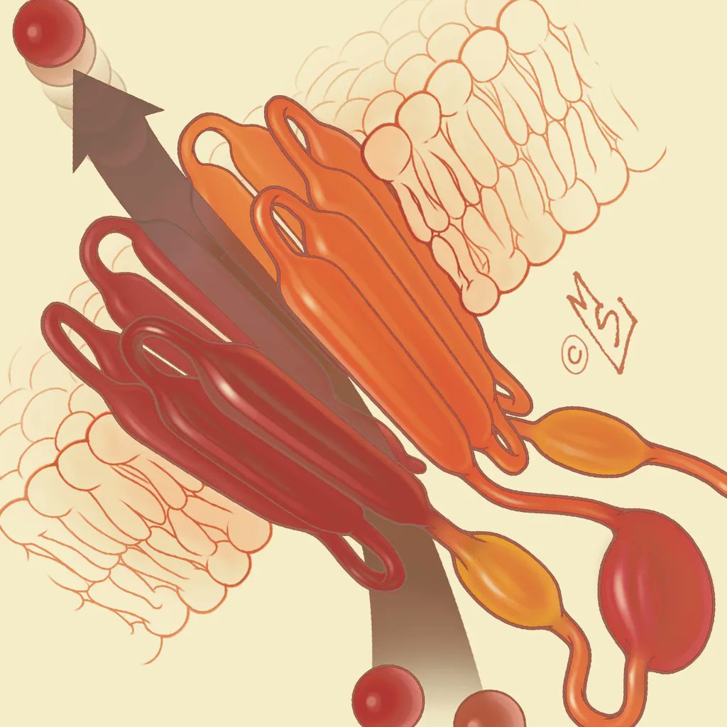 IJHNursing's tweet image. NEW @DKBmed eCysticFibrosis Review podcast - ETI (CFTR Triple Therapy): Clinical Opportunities. The advent of triple CFTR modulator therapy ETI (elexacaftor/tezacaftor/ivacaftor) poses a number of clinical questions. We explore these and more.
buff.ly/3D6yrzr