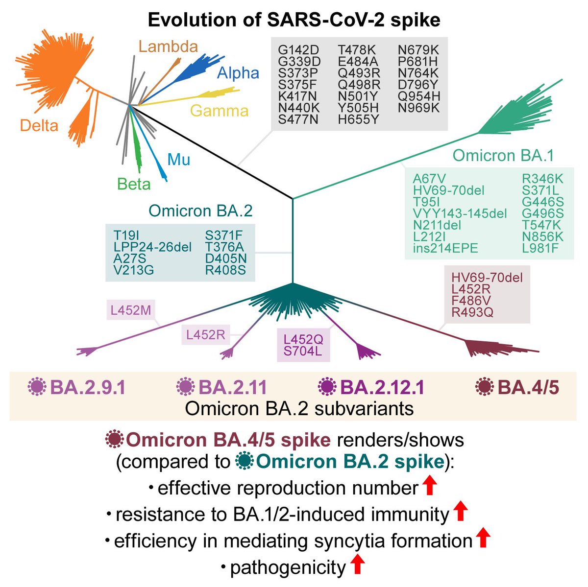 SystemsVirology's tweet photo. ▶️ Our multiscale investigations suggest that the risk of BA.5 for global health is higher than that of BA.2. 8/8 https://t.co/5NMBHoHM6n