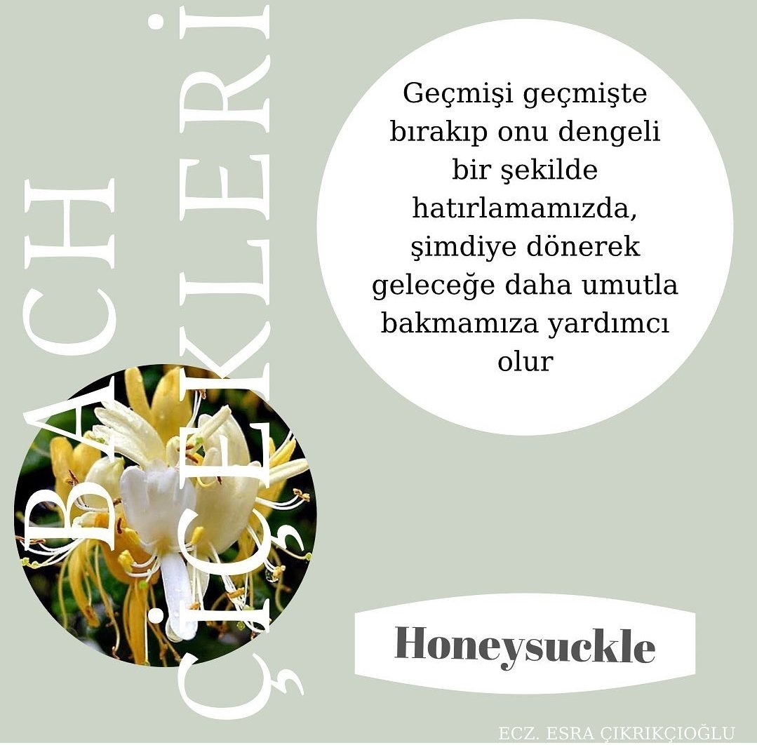 Bach honeysuckle; -Geçmişi yaşayanlar, geçmişi özleyenler, şimdiki anda olamayan kişiler, -Geçmişteki başarısızlıkları unutmak isteyenler, -Geçmişte yaşanmış bir olaydan kurtulamayan kişiler için ideal bir doğal ajandır.