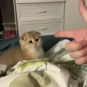 khitten_cat's tweet photo. 🔫✋✋.  😼
@sh_on1e 
Iloveyou my kitten 💜💓 https://t.co/XXlX5U4Tkl