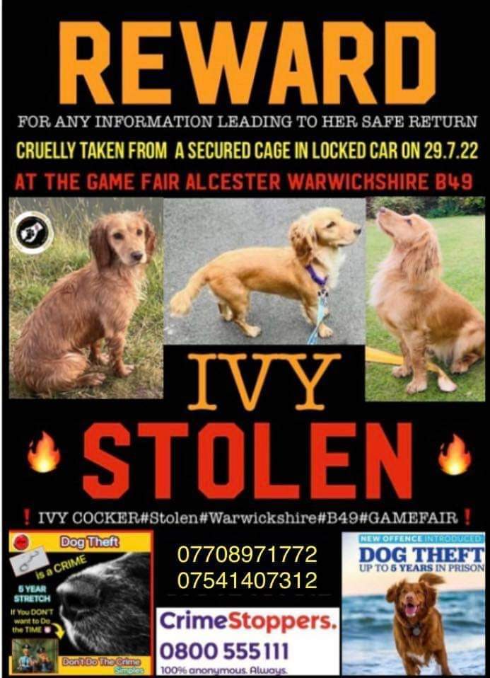 Please spare a Caring RT🔽 
My Heartfelt🙏appeal for those who know where stolen CockerSpaniel Ivy is now, to PLEASE🙏
 #returnJoyslight 🌟🐾
Beautiful Ivy is <a href="/Joywaugh8/">Joy waugh</a> 's 
🐾Therapy Dog during her struggles with cancer diagnosis 💔#findStolenIvy #tiny #youngadult
Needs Her Home