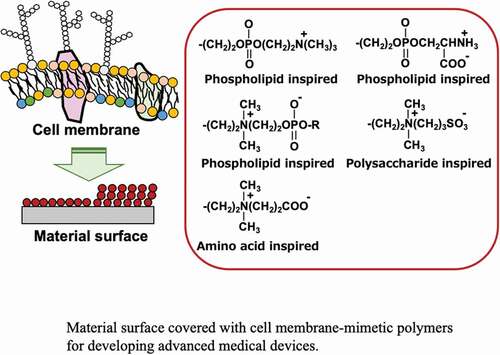 STAM_Journal's tweet photo. "Biomimetic materials based on zwitterionic polymers toward human-friendly medical devices" Kazuhiko Ishihara 2022 Sci. Technol. Adv. Mater. 23 p. 498
https://t.co/RaQdOKH6Nv
#OpenAccess #STAM #MaterialsResearch #BiomimeticMaterials #ImplantableArtificialOrgans #Antifouling https://t.co/OiQwtlPFYP