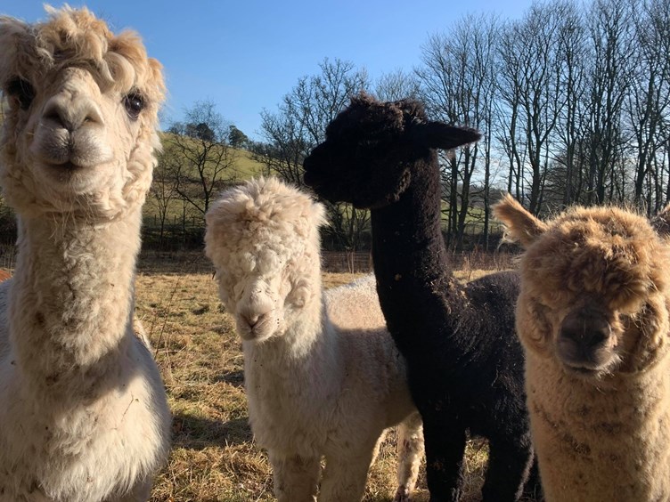 RuralPolicySRUC's tweet photo. SRUC is working to find out more about the camelid sector 🦙.  Can you share your experiences as a camelid keeper by completing this short survey?  Much appreciated!  #alpacas #llamas #camelids

https://t.co/MLCOZdW5GI https://t.co/ipL3cKD2de
