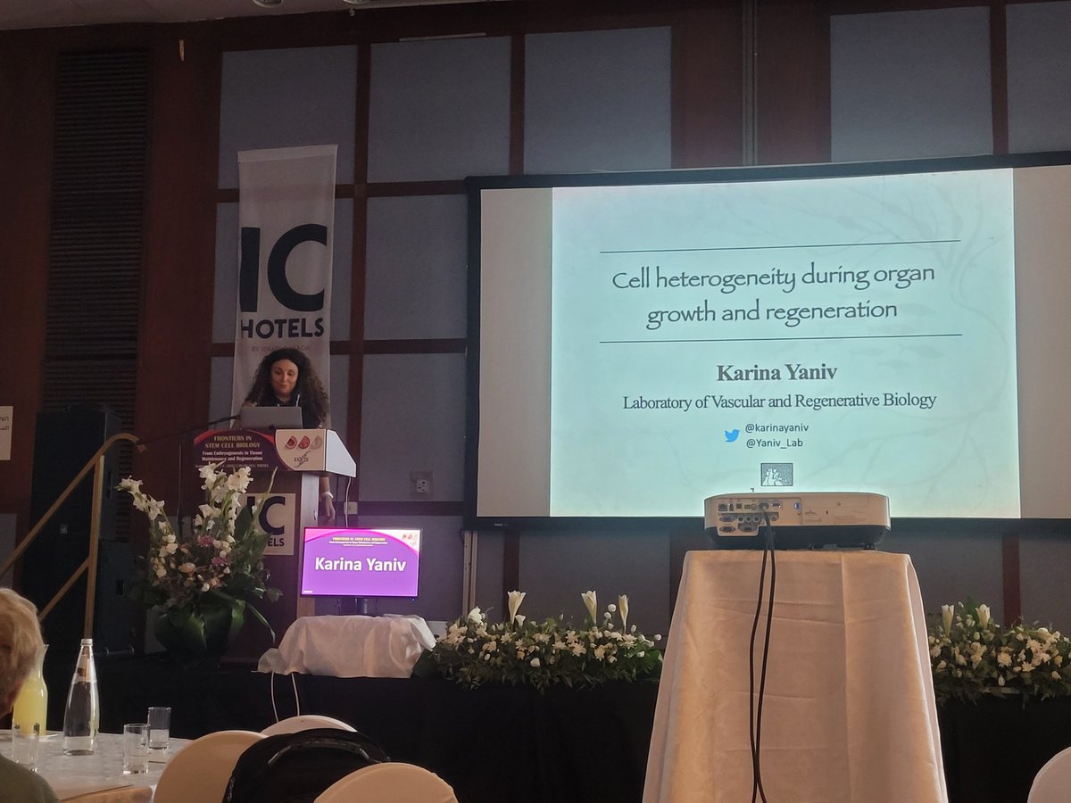 Nitzan Gonen 💔 (@gonen_nitzan) on Twitter photo Beautiful talk and data by <a href="/KarinaYaniv/">🎗️Karina Yaniv🎗️</a>. What a nice model for studying the role of lymphatics. Beautiful talk and data by <a href="/KarinaYaniv/">🎗️Karina Yaniv🎗️</a>. What a nice model for studying the role of lymphatics.