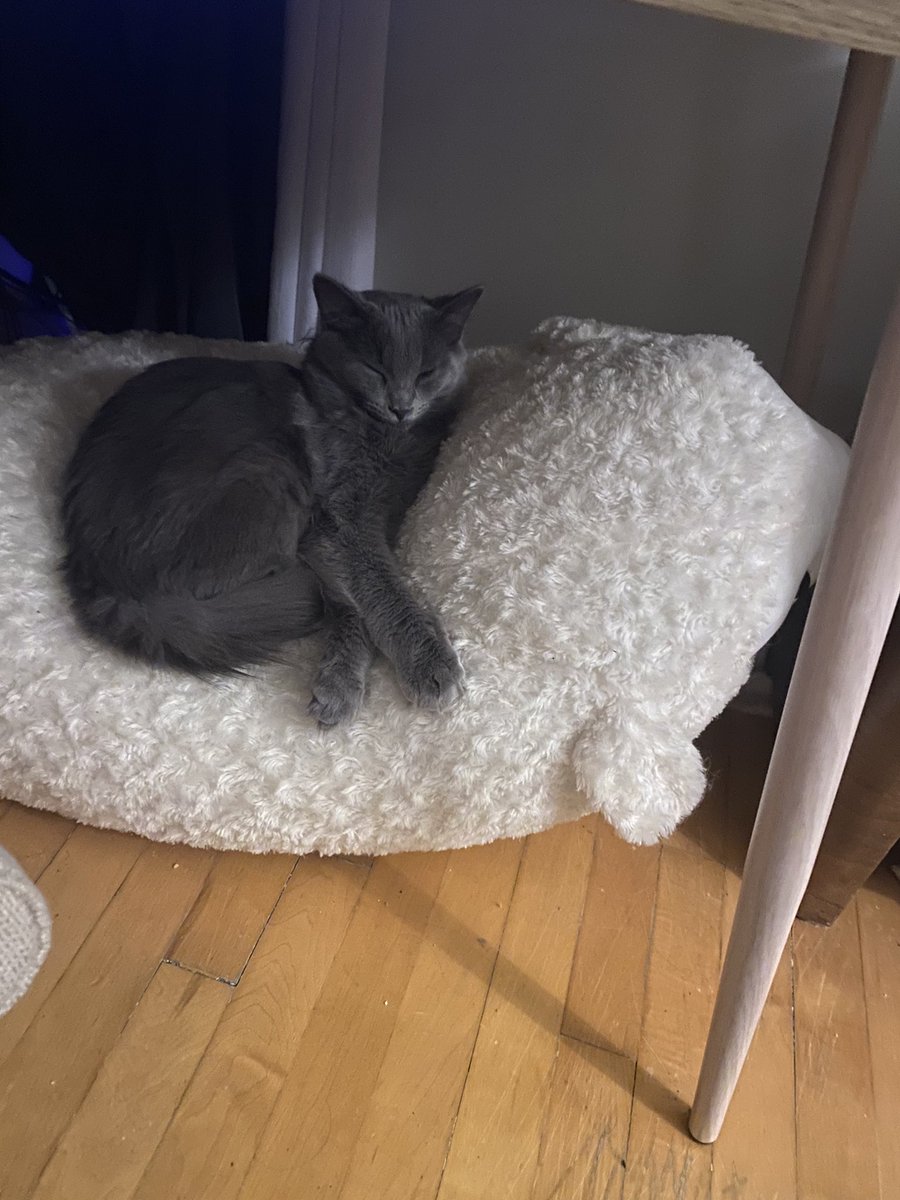 Beeheheheh's tweet photo. He's a comfy baby https://t.co/wxRkPzJHE1
