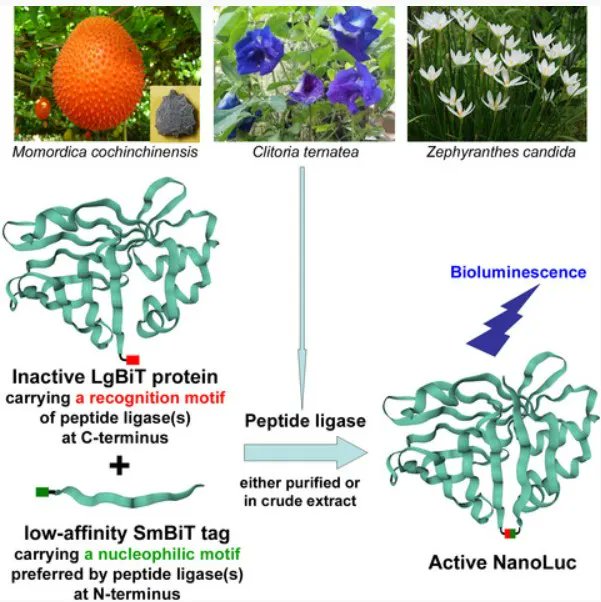 FEBSJournal's tweet photo. 📚Development of a general bioluminescent activity assay for peptide ligases
🖋️ By Zhan-Yun Guo and co-authors
🔗 https://t.co/sxyhciqxpi
#bioluminescence #cyclicpeptide #peptideligase #sortase https://t.co/9KJwFah3xq