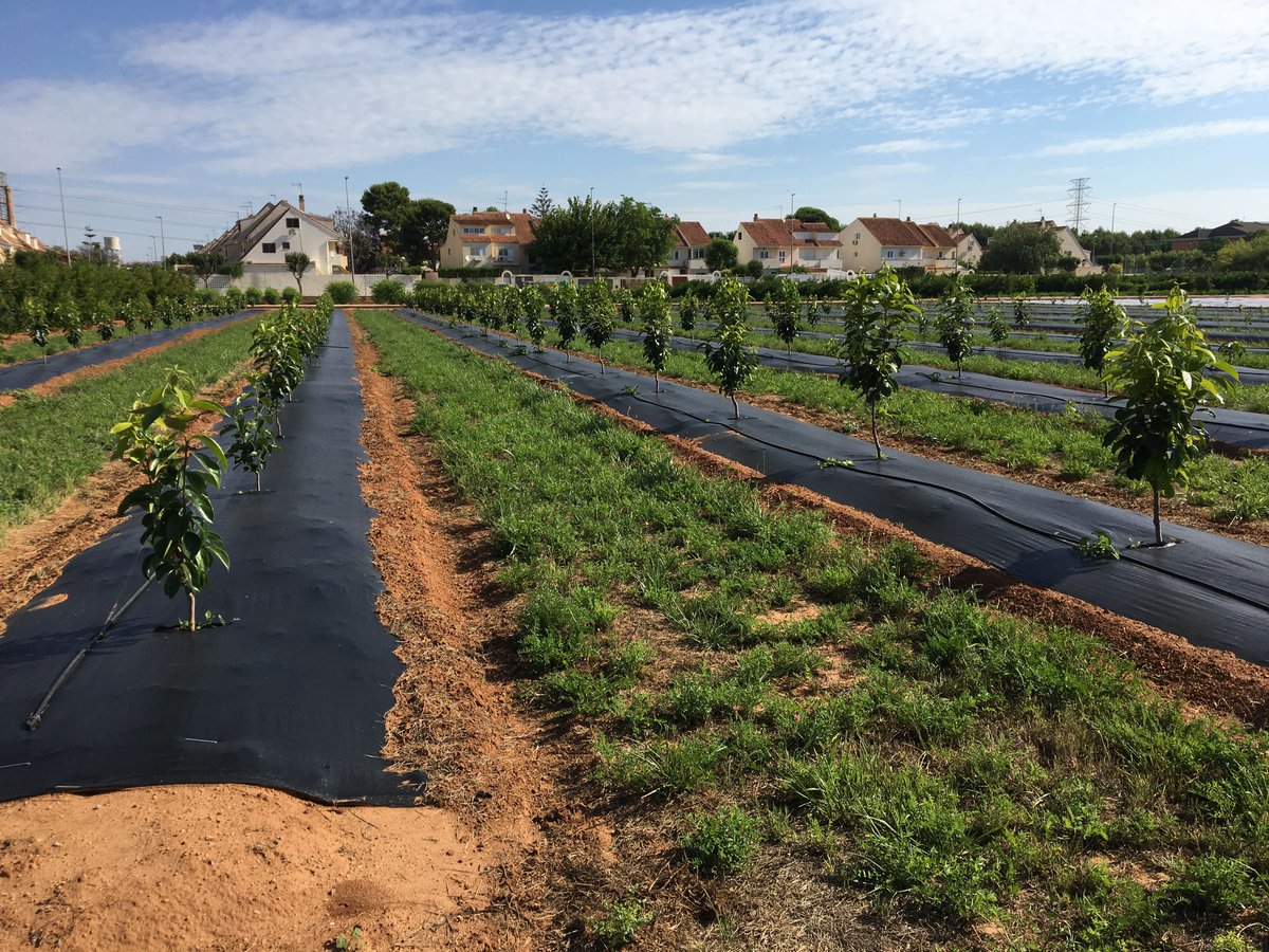 ProjarInt's tweet photo. Growing fruit plants requires knowledge, good raw material and time. For this reason Projar offers growers a wide range of products to facilitate the process.
Our almost 40 years of experience are at the disposal of every customer.
#projar #greentechnology #growing #fruit tree https://t.co/KKDmt5ywgd