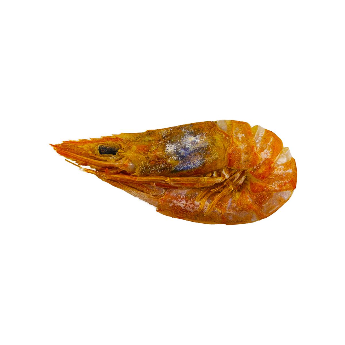 【放流】
2尾のえびが放流されました🦐🦐
捕獲して下さい！

価格:0.01ETH(polygon)

『殻を破ったえび』
『人生を生き急ぐえび』

opensea.io/collection/the…