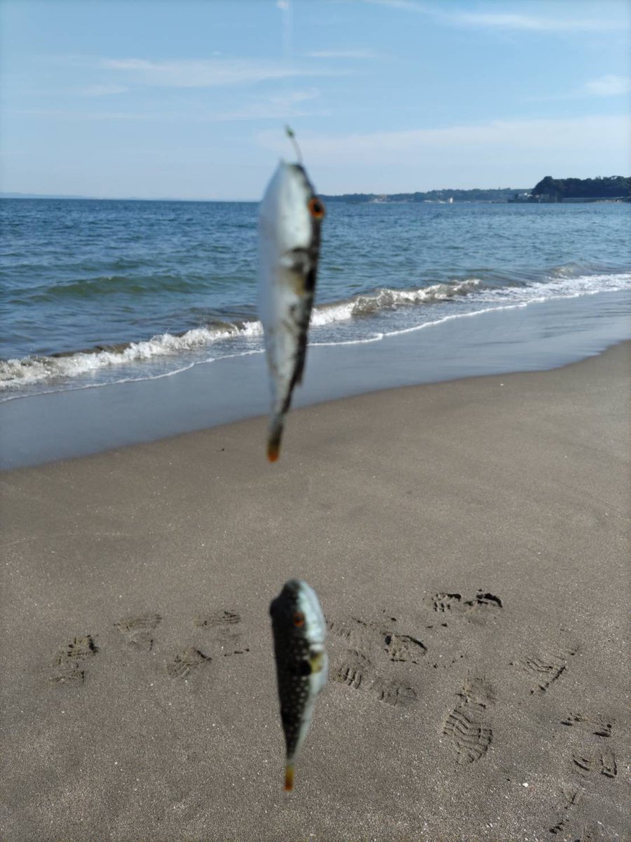 ct_fishing's tweet photo. 釣りの基本のひとつ「投げ釣り」を学び、体験していただきました
多種多様な魚と出会うことができ、楽しい釣行になりました
ご参加いただいた皆様、ありがとうございます
次回は9/28を予定しています🎣

https://t.co/j2DL7Jon5q

＃シロギス ＃コトヒキ ＃フグ ＃ヒトデ ＃釣り教室 ＃CT釣り部 https://t.co/DYtpx0DdCR