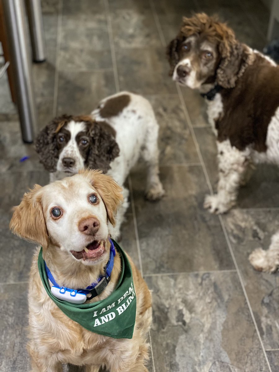 SpanielsSuper's tweet image. Err mum?
Have you forgotten about our tablets this morning?
It’s getting late &amp;amp; we haven’t had them!
Shall we  just sit by the fridge to prompt you ? #TabletTime #ComeOnMum #CrackOutTheHam #DogsOfTwitter #AdoptDontShop