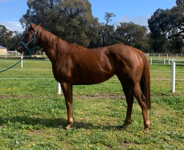 Stoked to pick up EXCELESTIAL from the Inglis Digital sale. This time last year she beat God Has Chosen who has since won six times, including a G3 Belmont Sprint! Hopefully with smart placement she can rediscover her best form 🤞
