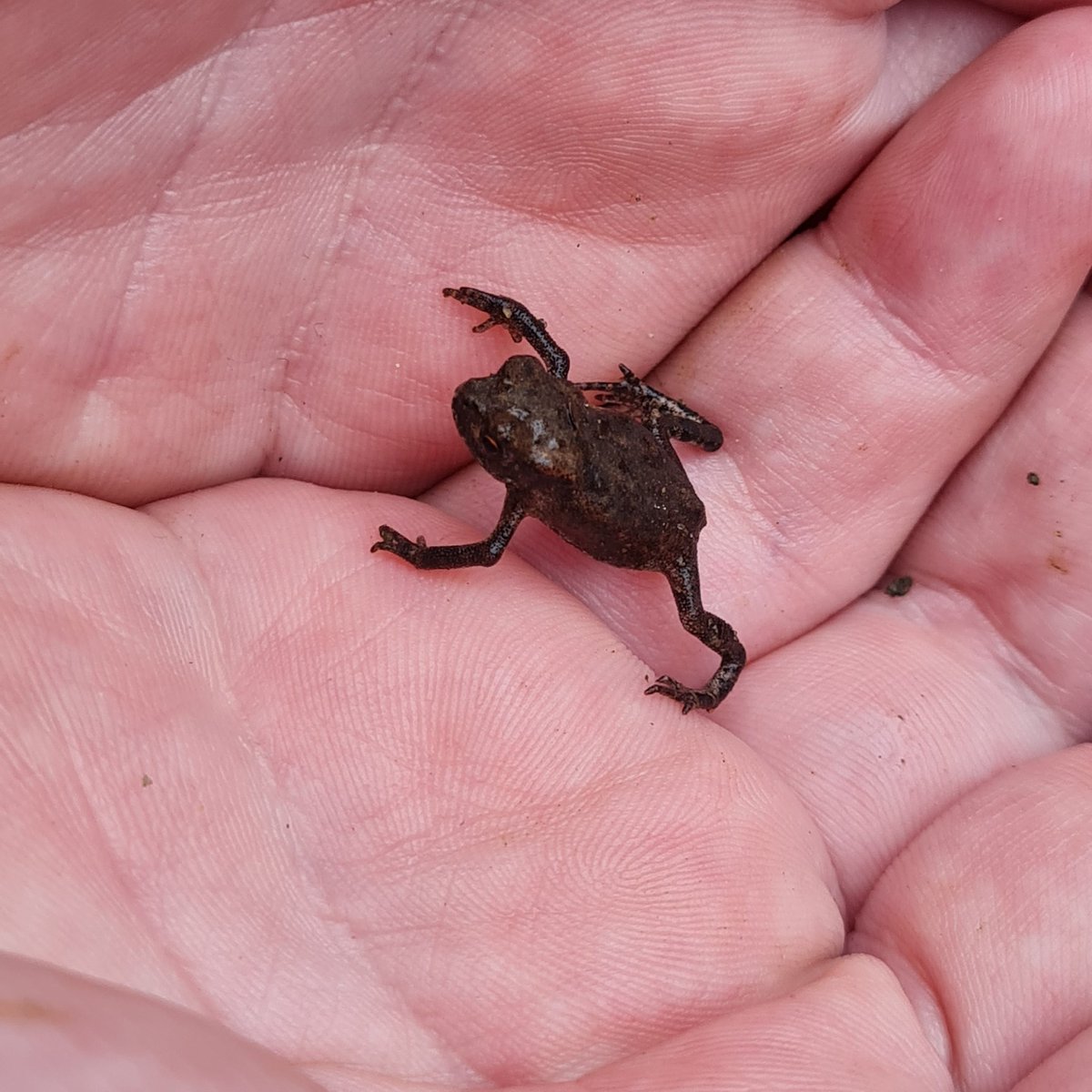 <a href="/LewishamCouncil/">Lewisham Council</a>'s Telegraph Hill Lower Park is an ancestral common toad breeding pond, and after a successful spring breeding the meadow is full of teeny toadlets, all about the size of a 5p coin. <a href="/LondonARG/">LondonARG</a>