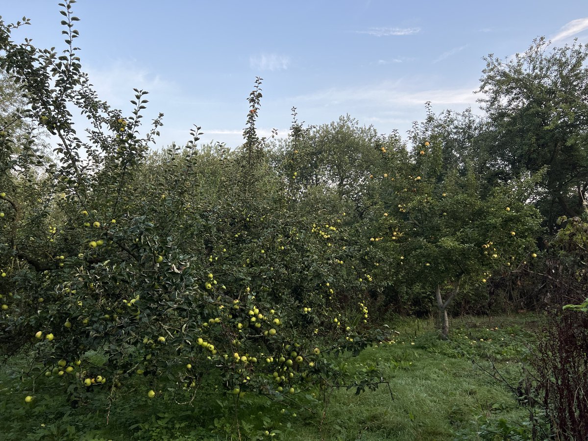 kidnapped_teddy's tweet image. Lovely 5 mile morning walk, taking in Cross o’Cliff orchard &amp;amp; Lincoln south common.

#Cathedralviews
#freeapples
