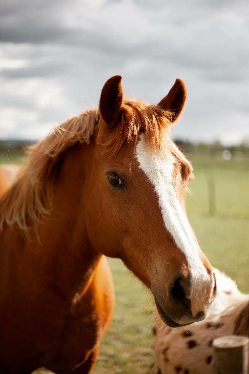 Oneexperience1's tweet photo. Située à 45 minutes de la capitale, La Ferme de la Corde est le lieu idéal pour votre prochain événement d'entreprise ! 🐴
Avec une capacité de 50 personnes le Club House est un espace dans une ambiance moderne et authentique ! 😉
https://t.co/aAXiFkOv9r. https://t.co/yXFPzfZ1CT