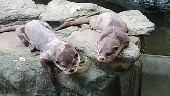 これは石にとけたカワウソたち 
