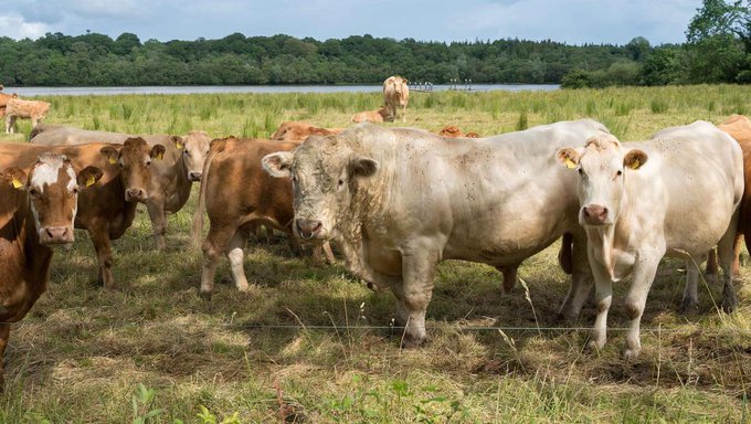 National herd halved, rewetting grassland and enough trees to cover Dublin five times over – what we must do to hit climate targets

New study led by University of Limerick lays out what's needed to reach net zero by 2050
independent.ie/irish-news/pol…
#ClimateCrisis #StudyatUL