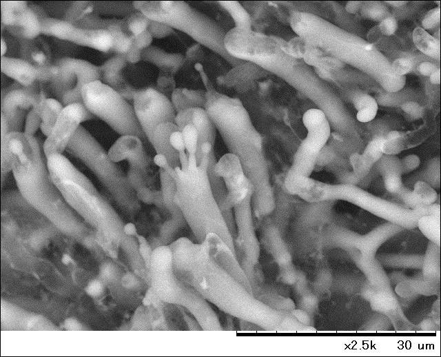 Hitachi Electron Microscope tweet media