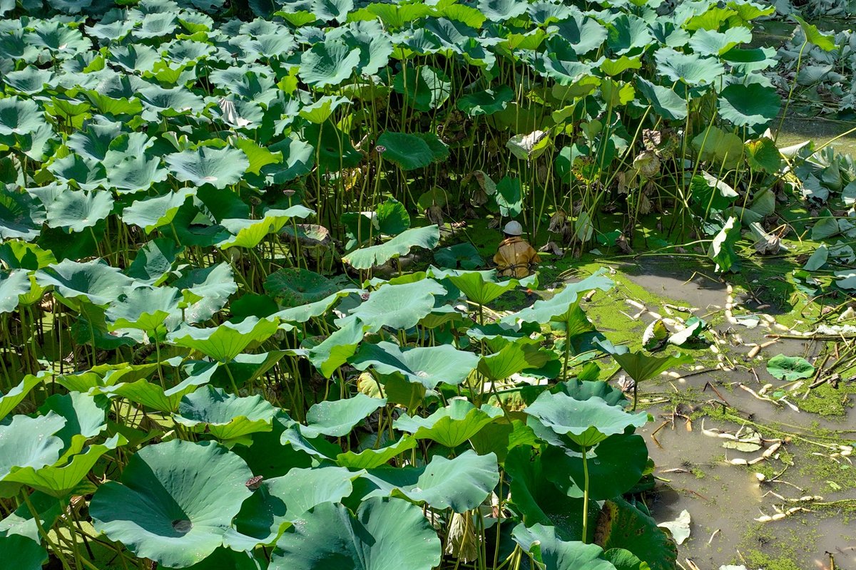 TouchShandong's tweet photo. #Villagers are harvesting #lotus root in Dazhai village, Zouping, E China’s #Shandong province. The 600 mu lotus in Matou Town on the bank of the #YellowRiver has entered the #harvest season. #charmingshandong #travel #shandongimplement #MyHometownisShandong https://t.co/OfIqDxFjbU
