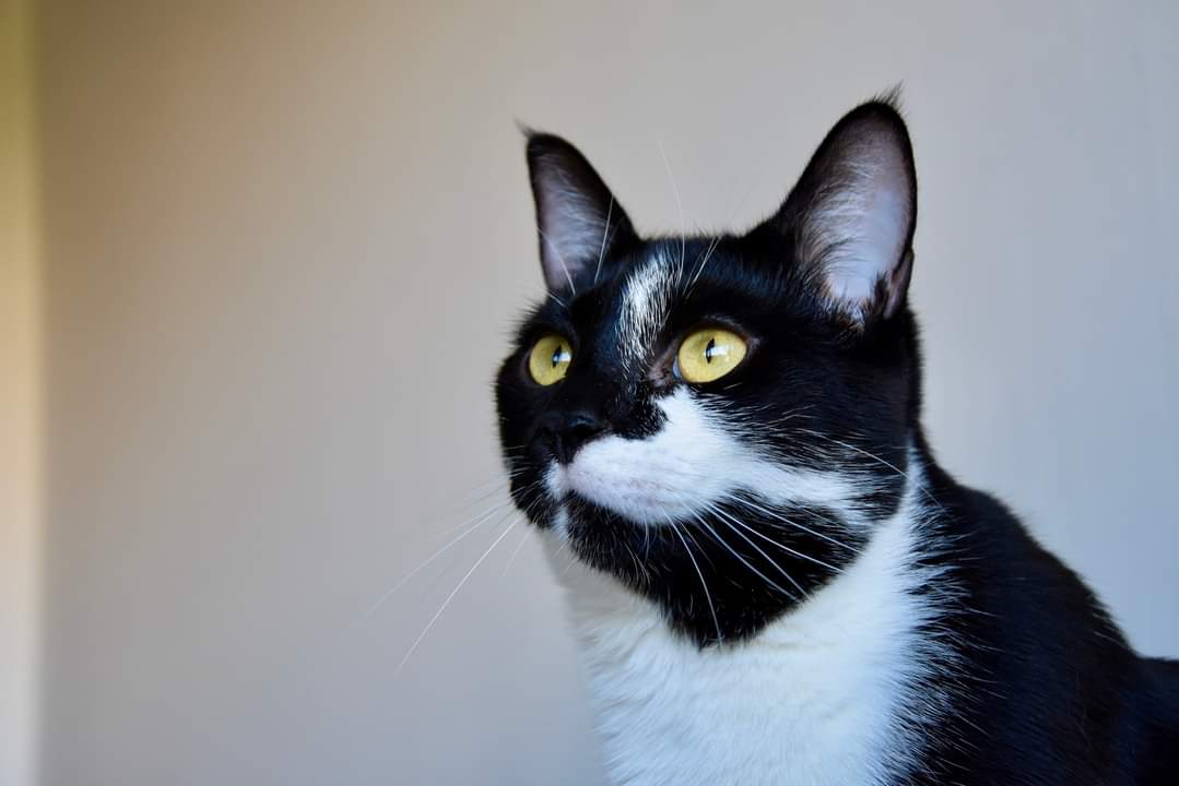 Association Owca tweet media