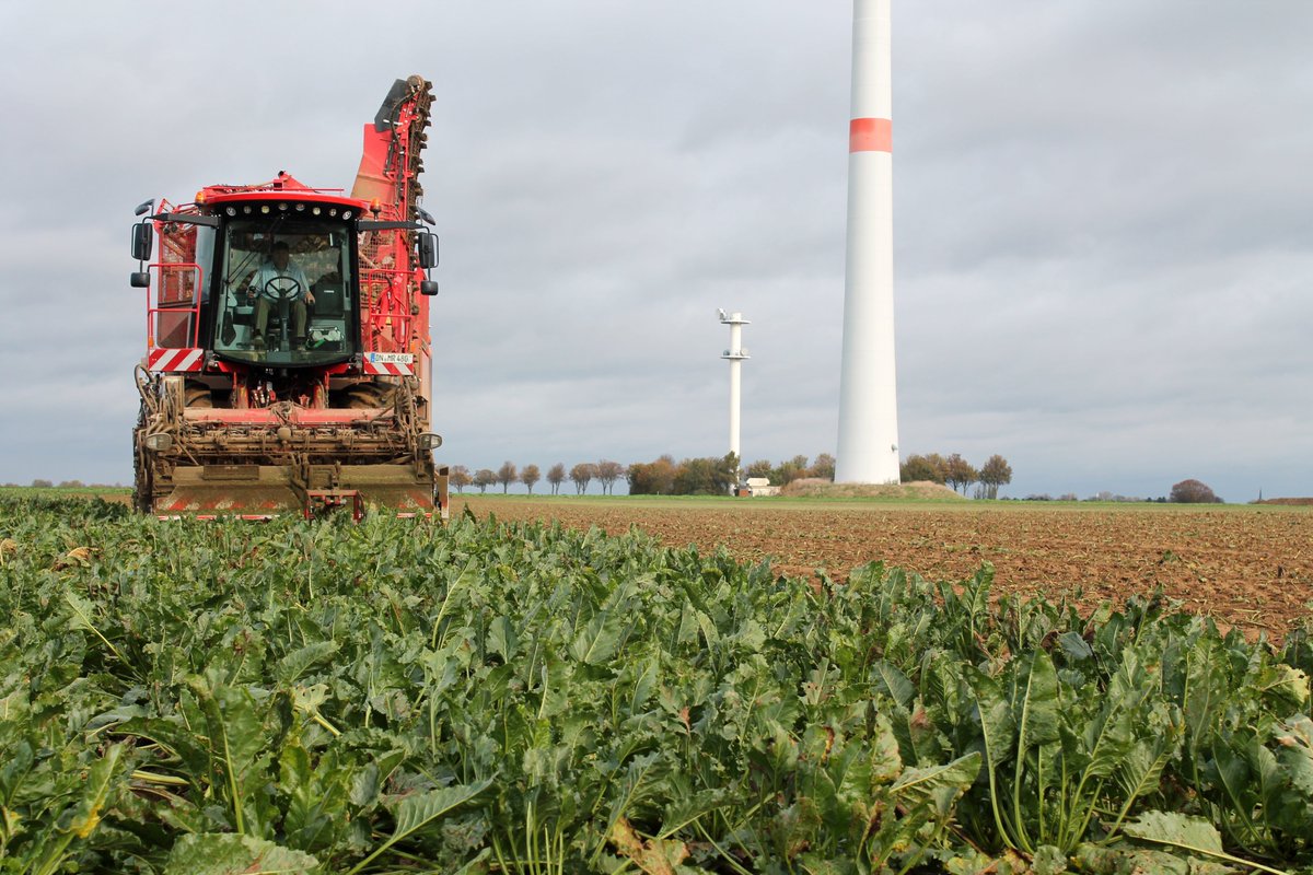 In diesem Jahr sind die #Zuckerrüben durch die Trockenheit oft kleiner als sonst. Noch einsetzenden Regen können sie dieses Mal aber oft nicht mitnehmen. Denn der Start der #Rübenkampagne wurde in einigen Werken aufgrund der Energiekrise etwas vorverlegt.
#WirSindZucker
