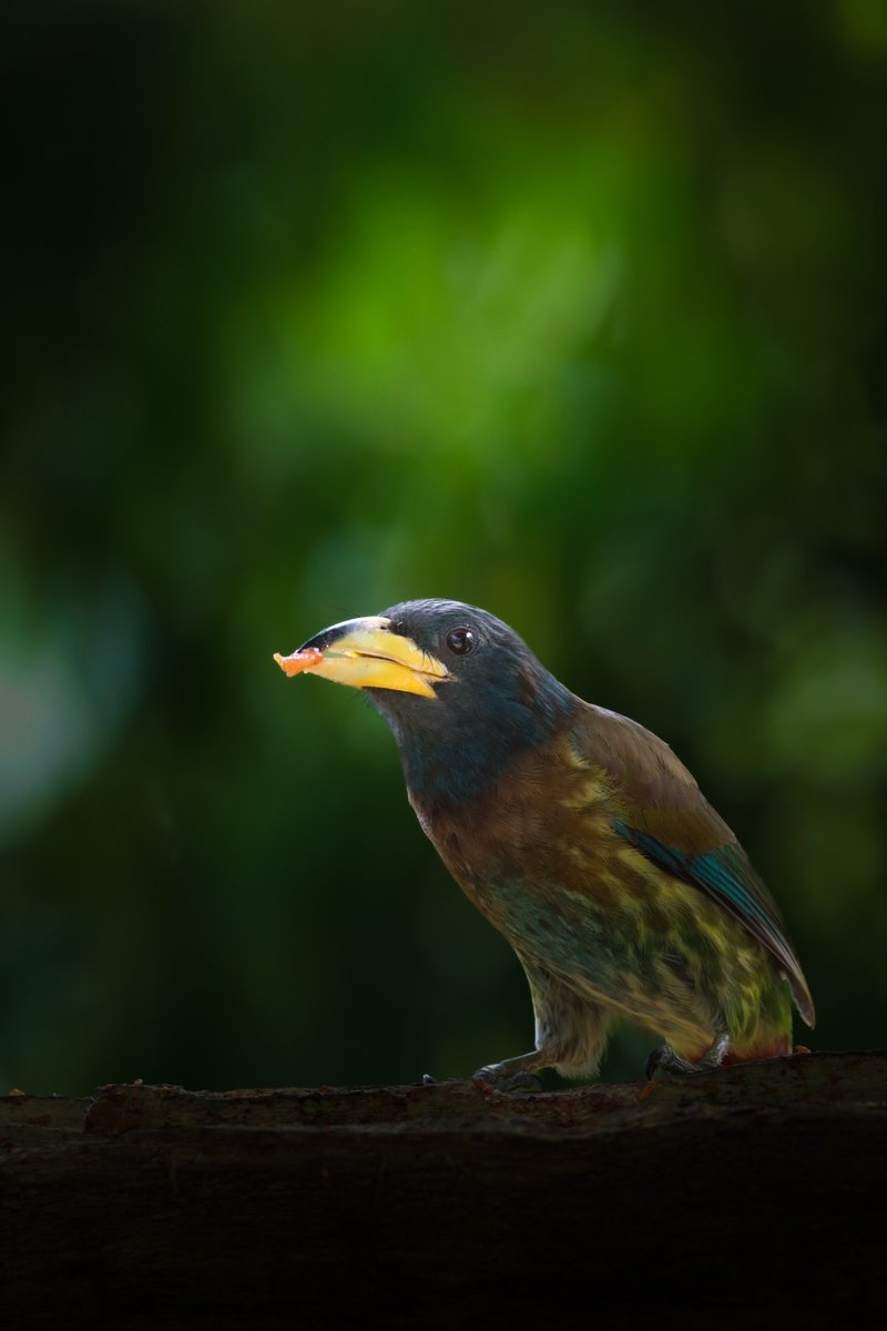 anamateurphotog's tweet photo. The great Barbet at Sattal.
#IndiAves
#birds #birdwatching #birding #BirdsUp #birdlife100 #birdsinwild #wildearth #WildRift #wildlife #wildlifephotography #anamateurphotography #bbchardcore #natgeowild #Emmys2022 #nature #NaturePhotography https://t.co/6eOTMI4UwM