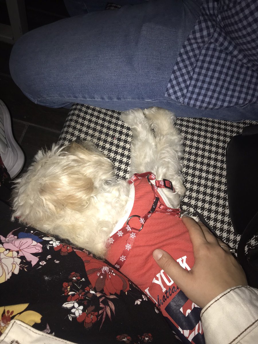 ayvzk's tweet photo. Sırtını bana patilerini babasına yaslayıp saatlerce kendine de bize de huzur veren bizim küçük meleğimiz 😍 https://t.co/jusN0wto3P