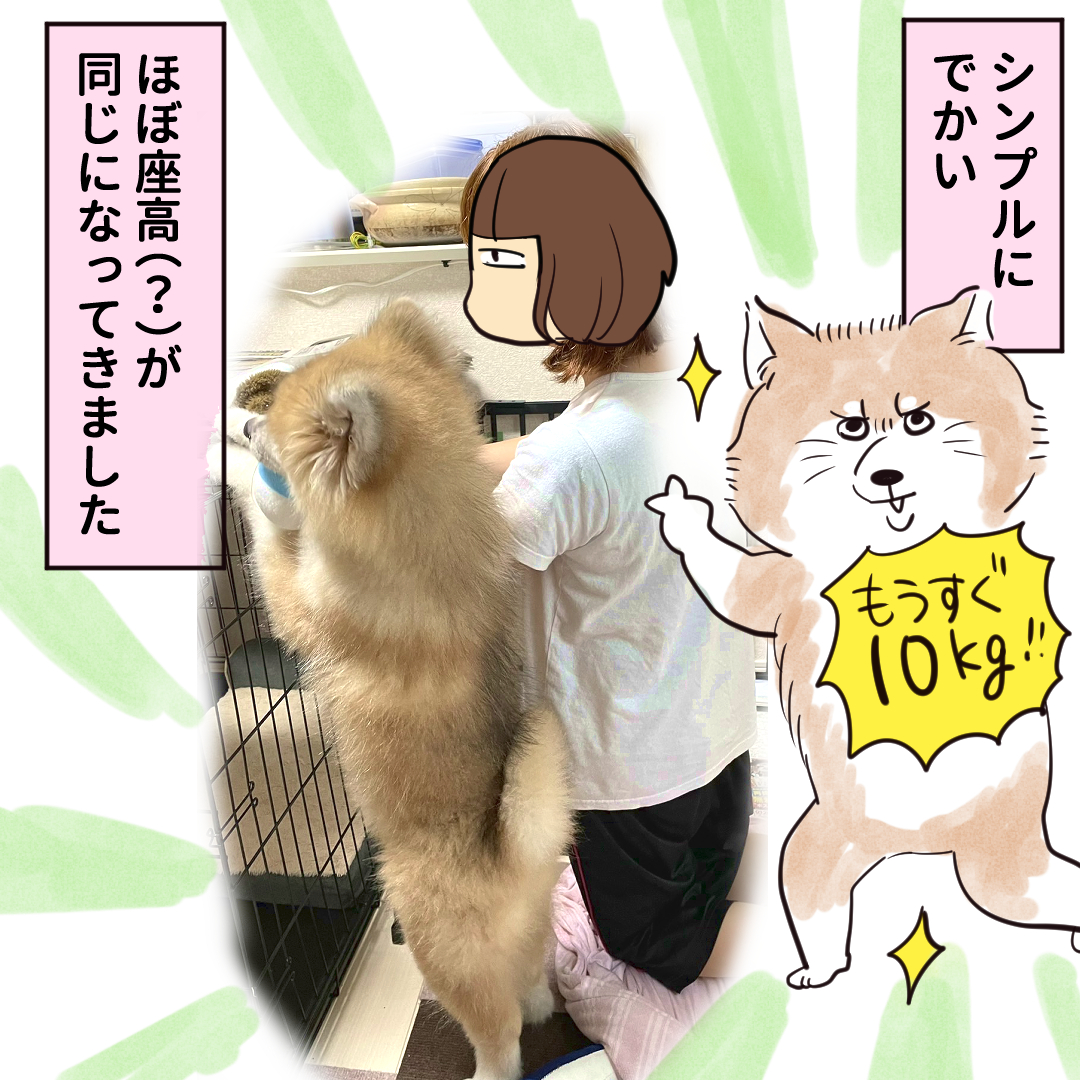 ～秋田犬にっき④～ まゆげがキリっとしてきました!!そのうち身長抜かれそうです。 