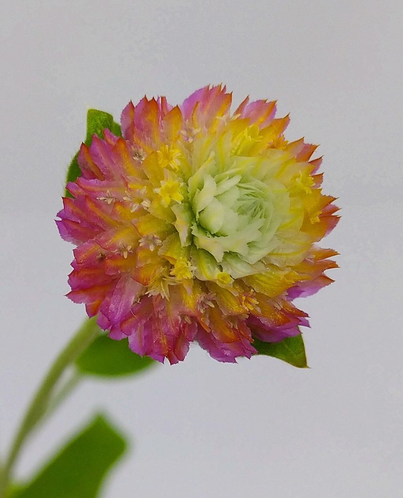 花染色 Hanasensyoku Twitter