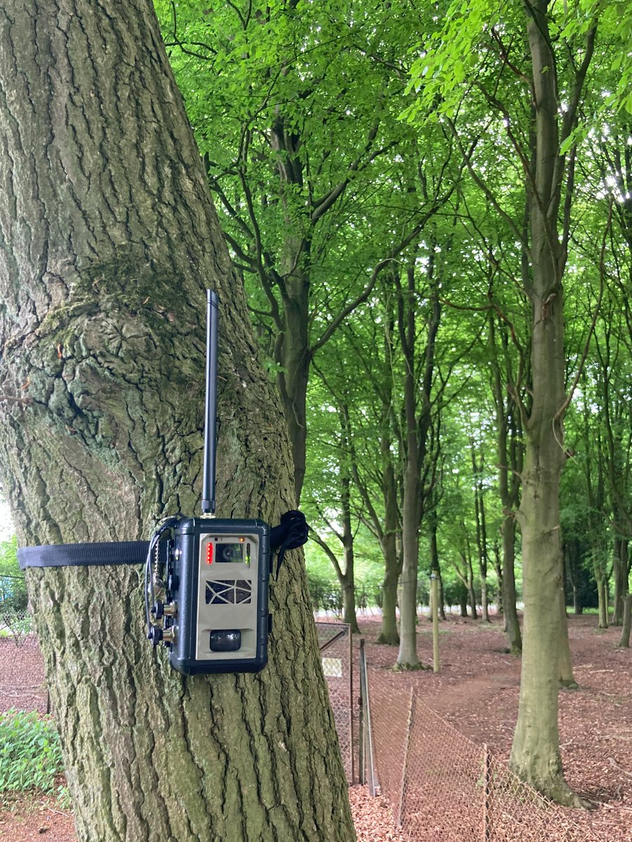 SamSeccombe's tweet image. #Tech4Wildlife #InstantDetect2 is running @ZSLWhipsnadeZoo with 5 LoRa connected camera traps covering &amp;gt;6Km2. Thousands of images are being captured and sent up to the cloud each month using #Iridium satellite connectivity with 90% of images arriving &amp;lt;15mins after capture. GSTK