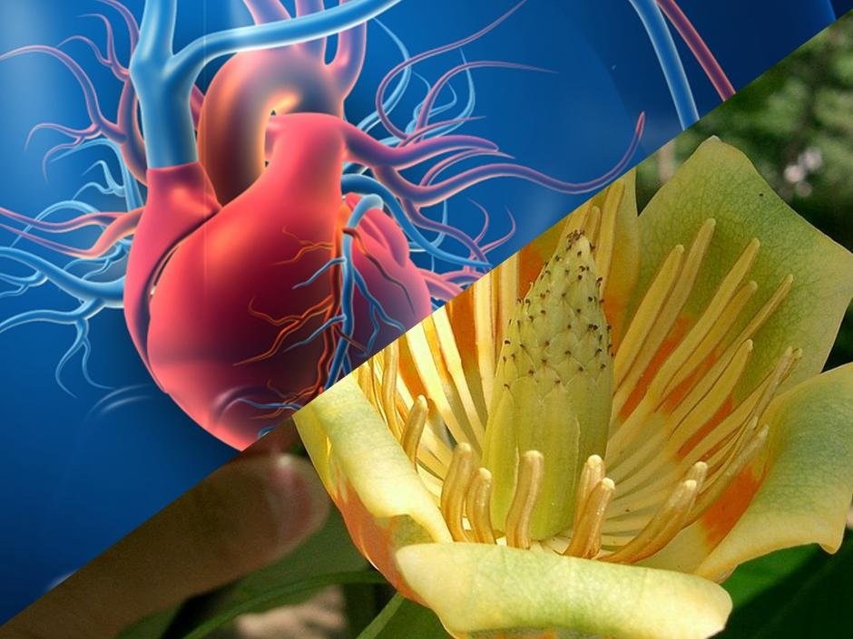 Thomas Hoffmann (@tuffmann) on Twitter photo Naturmedicin i form af ekstrakt fra tulipantræer kan muligvis bremse udviklingen af den ellers uhelbredelige hjertesygdom ARVC, viser bl.a. <a href="/AliciaLundby/">Alicia Lundby</a>, <a href="/UCPH_CPR/">CPRatUCPH</a> i nyt studie, der får store roser med på vejen bit.ly/3U1BQ8u <a href="/johanhattens/">Johan Gudmandsen</a> #dksund #dkvid Naturmedicin i form af ekstrakt fra tulipantræer kan muligvis bremse udviklingen af den ellers uhelbredelige hjertesygdom ARVC, viser bl.a. <a href="/AliciaLundby/">Alicia Lundby</a>, <a href="/UCPH_CPR/">CPRatUCPH</a> i nyt studie, der får store roser med på vejen bit.ly/3U1BQ8u <a href="/johanhattens/">Johan Gudmandsen</a> #dksund #dkvid