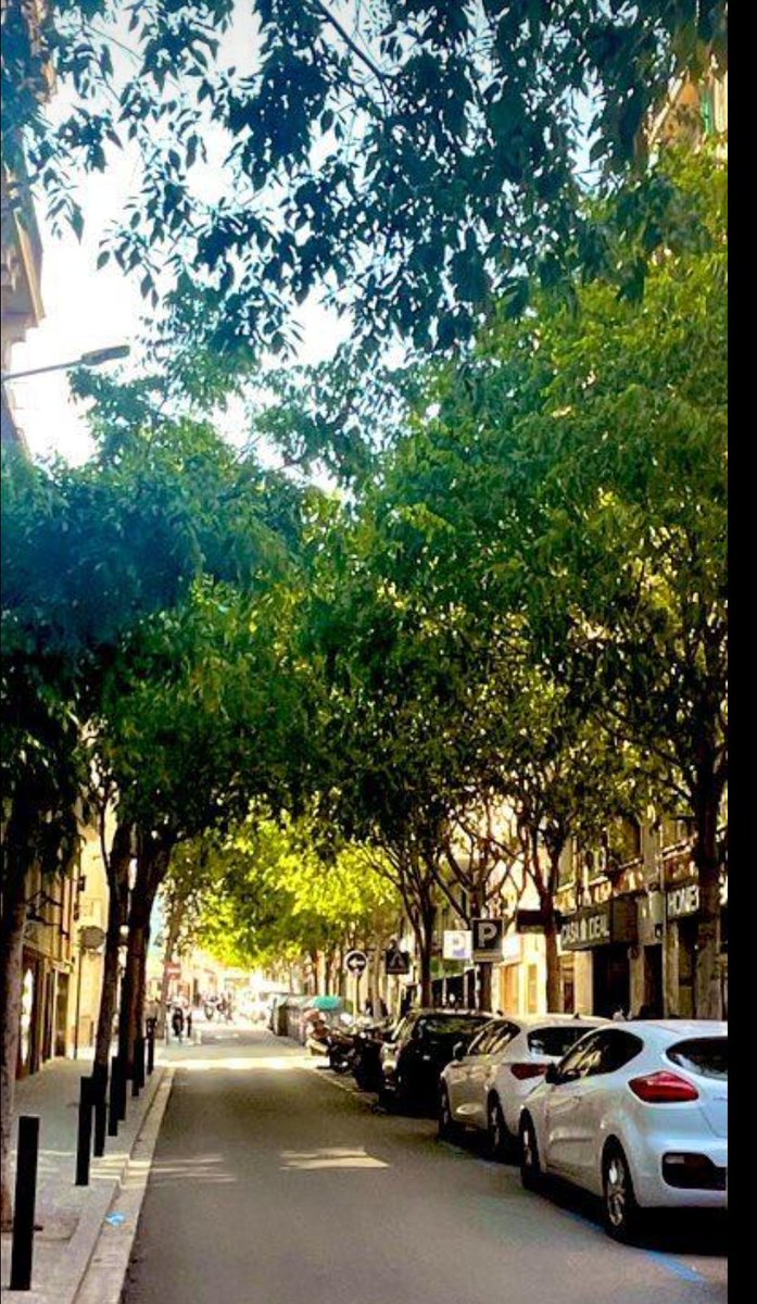 L'<a href="/LHAjuntament/">Ajuntament de L'Hospitalet</a> en resposta a les instàncies presentades per veïns i veïnes sobre els arbres del carrer Dr. Martí i Julià:

❌
L'Ajuntament 𝘀𝘂𝗯𝘀𝘁𝗶𝘁𝘂𝗶𝗿𝗮̀ els arbres existents per altres d'una altre espècie
❌

Permetrem que talin els arbres❓

x.com/LaTorrassa/sta…