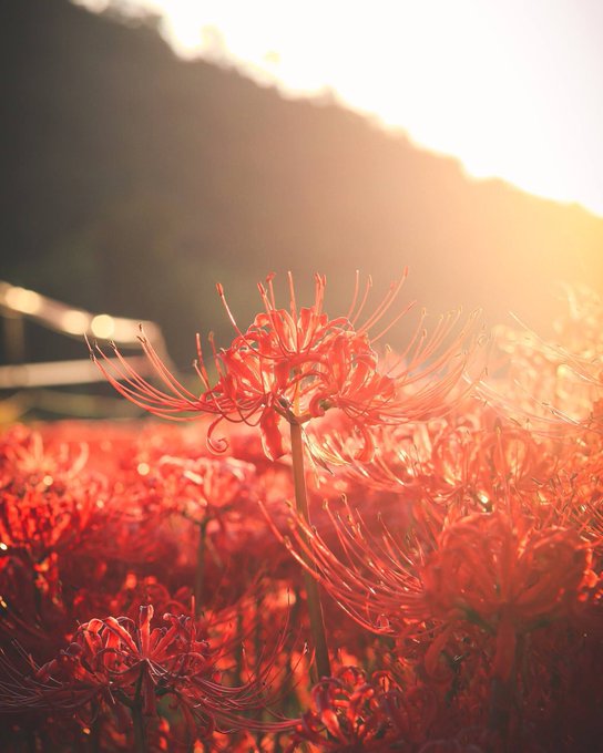 彼岸花のtwitterイラスト検索結果