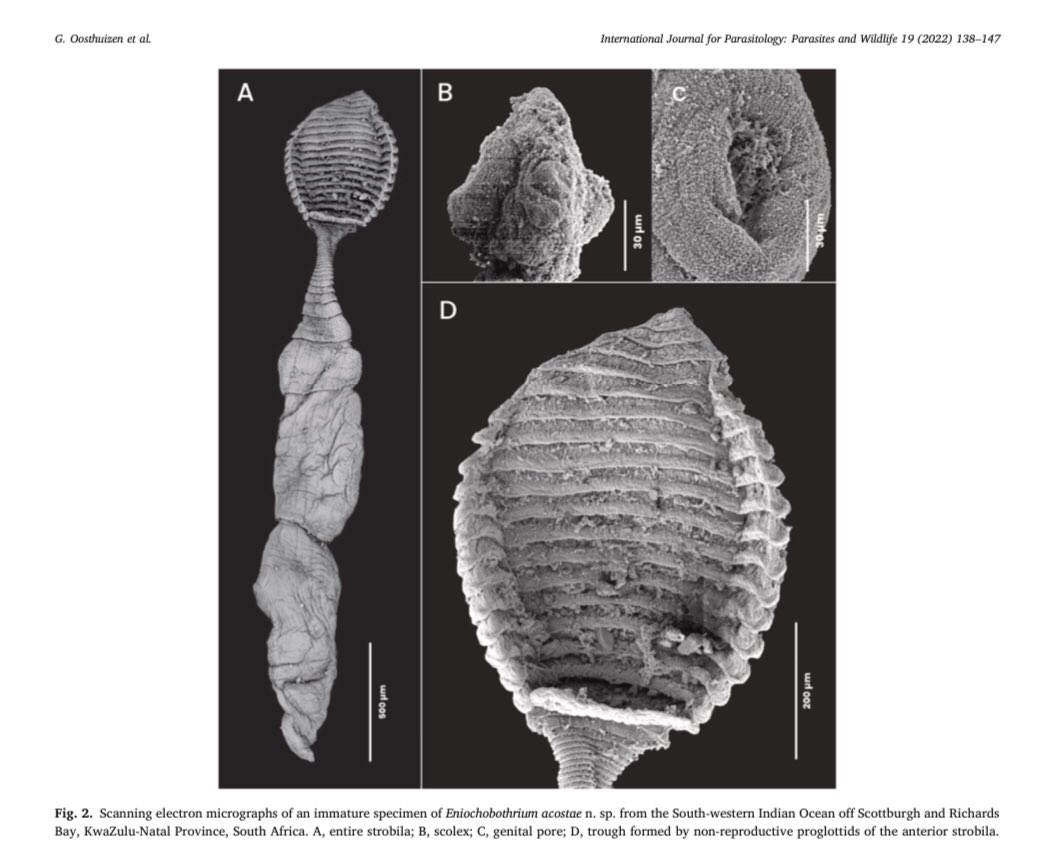 GeraldineOosth's tweet photo. Worldwide only three species are known, and we used both morphological and molecular tools to describe the fourth species. https://t.co/sSD2XlSAsF