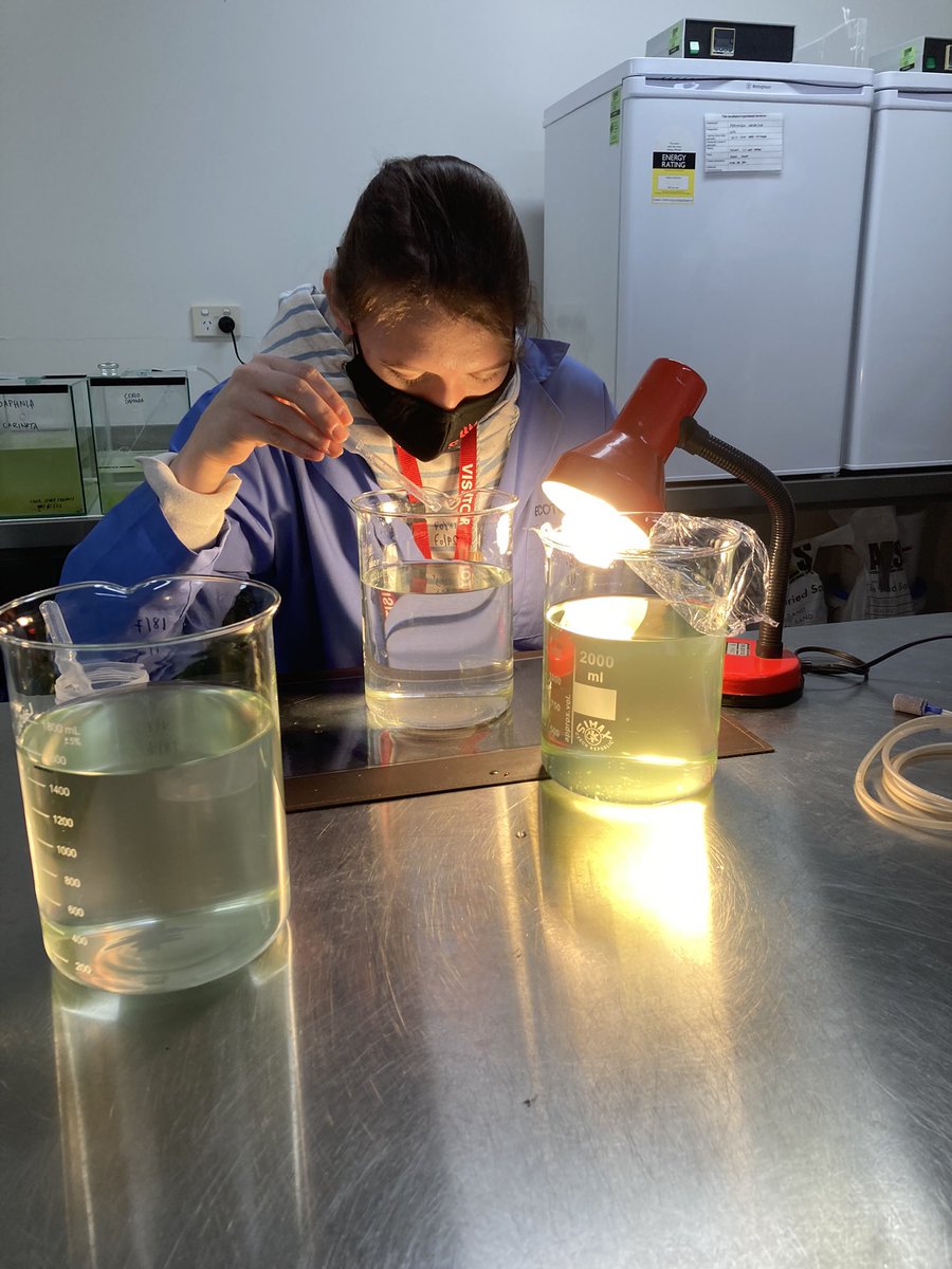 FromTwoWorlds's tweet photo. In the past few months of my honours, I had to change my method multiple time, and now I have finally started. On the other side, as my thesis is due in 2 months I don't have time to do all my experiments and that’s why my project will now focus on an effect of MPs in algae. https://t.co/hgMf0umnf7