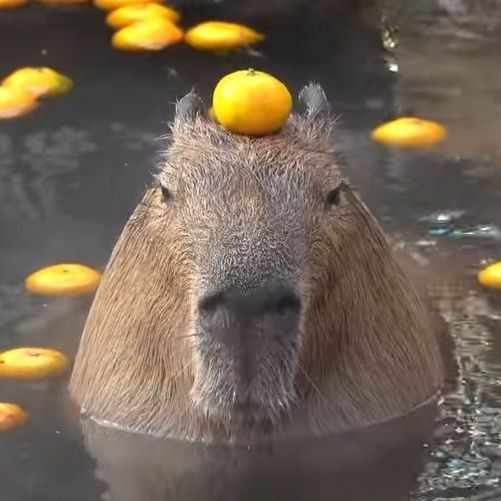 MEMES EM IMAGENS -SANTA CAPIVARA 