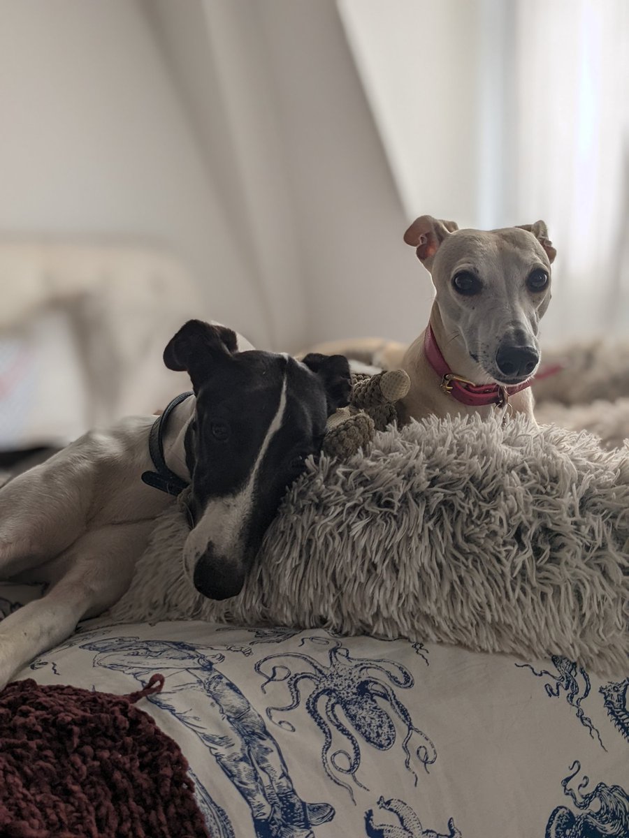 Raa_atruestory's tweet photo. 88M European households own a pet
97% of doctors reported health benefits to owning a pet
86.5% Pet owners agree their animals provided emotional support during the pandemic
Stats provided by PET ALLIANCE EUROPE
#petpower #DogLover #alliance #artofsharing #cultureshift https://t.co/TfAgTudNjQ