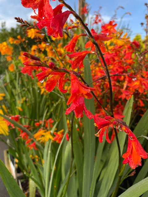 sempervirens13's tweet photo. Just a few plants that are looking glorious on the nursery today #Sempervirens #LoveYourGarden #gardening #shoplocal #Whitton #Twickenham #Hounslow #Richmond #Teddington #Hampton #Sunbury #Autumn https://t.co/cKrGiKPWRt