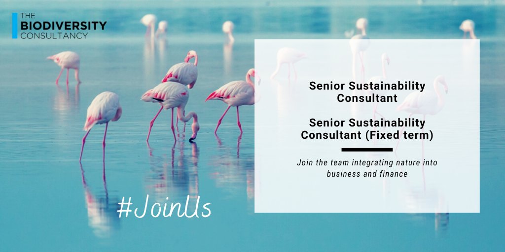 We are on the lookout for talented individuals to help us drive #sustainable change in complex supply chains. If you're interested in working with leading companies to help achieve their #nature ambitions, follow the link for more info thebiodiversityconsultancy.com/about-us/caree…  
#BiodiversityJobs