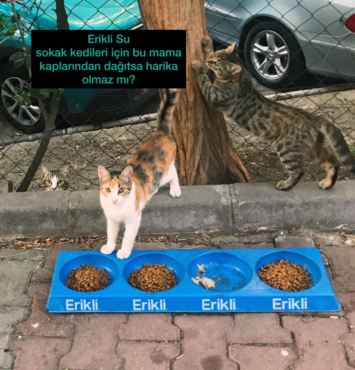 orhandk's tweet photo. Sokak kedileri için bu mama kaplarından dağıtsanız harika olmaz mı?😊 
Bu kaplar sayesinde hem irili ufaklı plastik kaplardan kaynaklı çevre kirliliği azalır hemde mamalar ziyan olmaz.
Daha temiz ve hayvanların daha mutlu olduğu bir dünya için destek olur musunuz? @ErikliLezzeti https://t.co/twA1IRNl39
