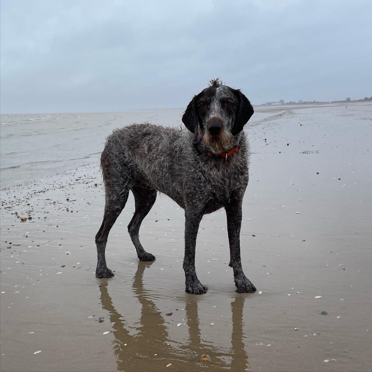 HayhurstBoo's tweet photo. Raining, in Kent. That was a shock #rain #beach #adventure #outdoors #wetwednesday #love @RuffTumbleCoats #dryingcoat #empty #goodmorning #hello #dog #dogsofinstagram #dogsoftwitter https://t.co/qlMOBwlJ7z