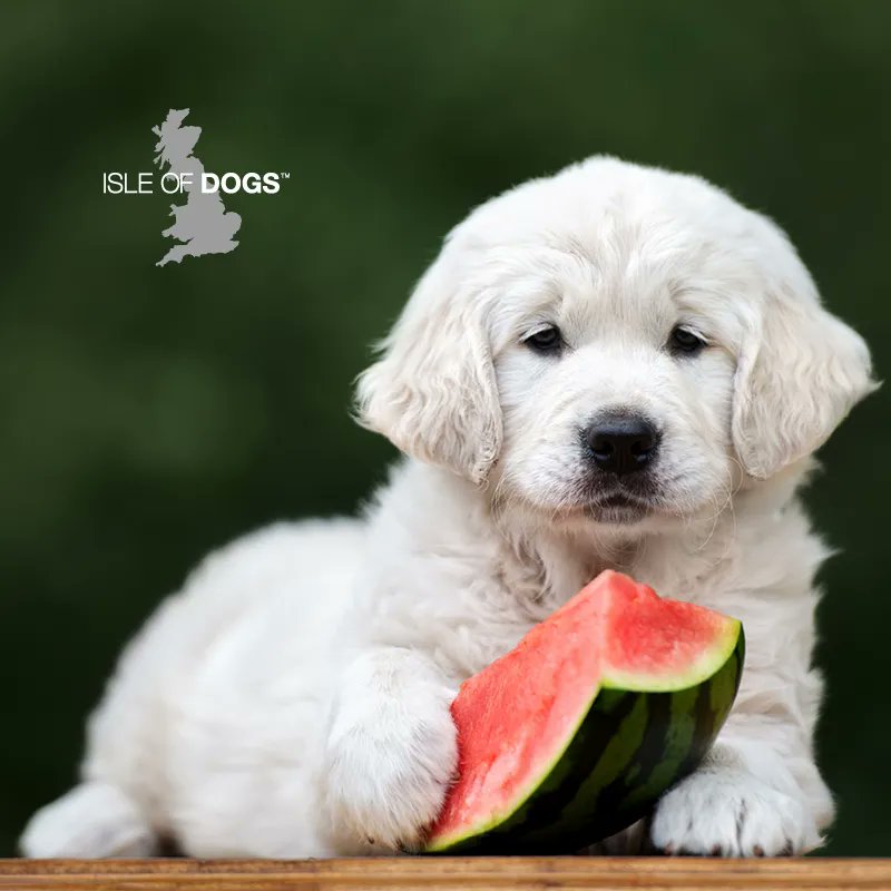 Isle of Dogs tweet media