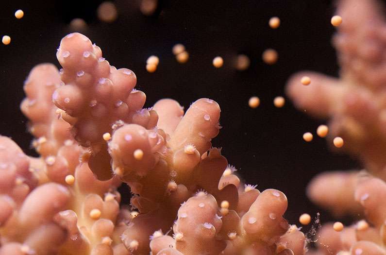 Scientists can now train coral to spawn on demand Climate change has ravaged coral reefs on a massive scale. This breakthrough could revolutionize efforts to rebuild them. anthropocenemagazine.org/?p=84177