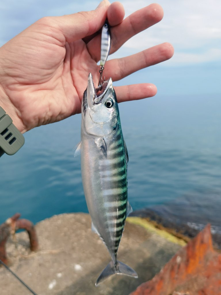 _ajimaster's tweet image. 🏝️🌊🎣
Зубастая приятно удивила в этот раз
#blackseaajing #microgame #rockfishing #Crimea #Sevastopol #ajing #metaljig