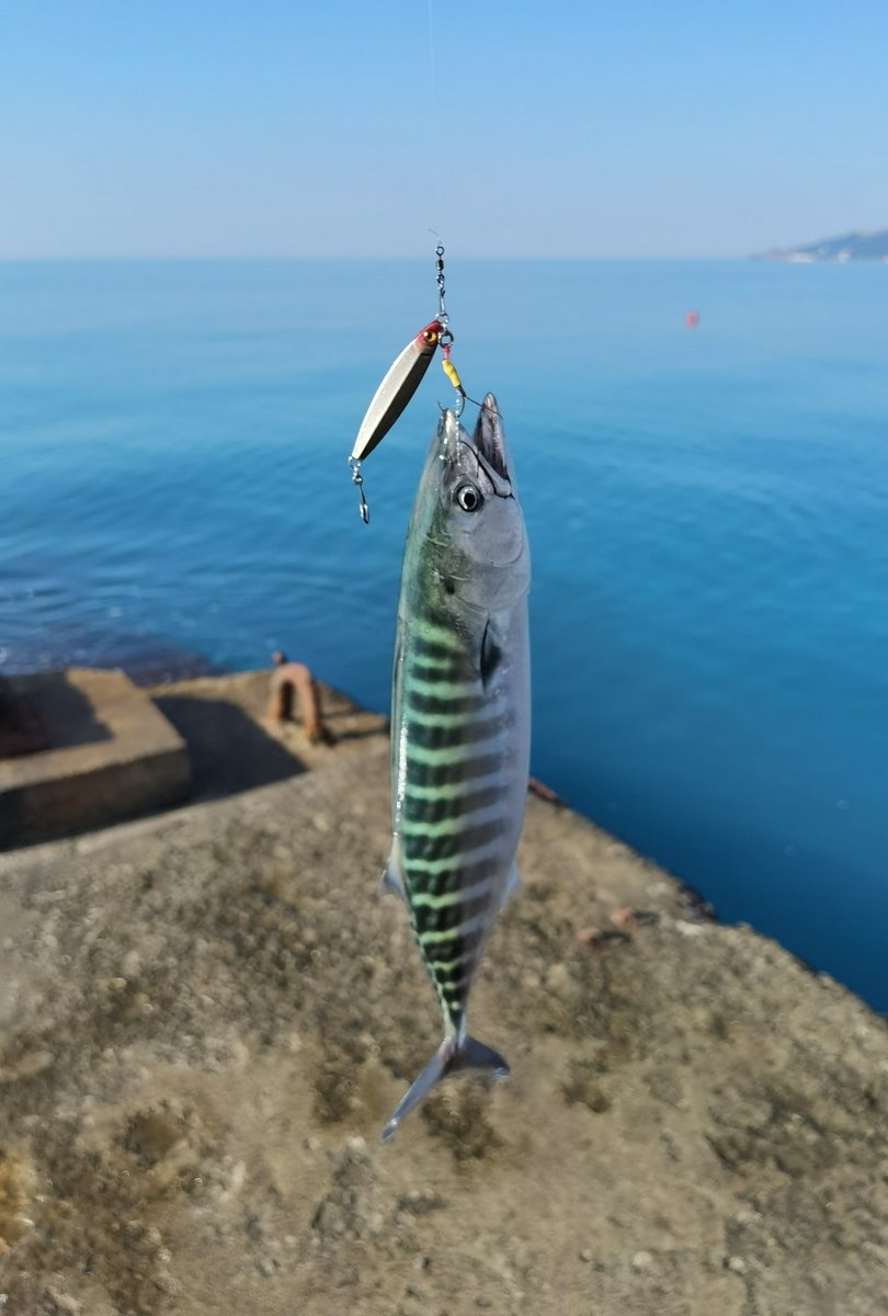 _ajimaster's tweet image. 🏝️🌊🎣
Зубастая приятно удивила в этот раз
#blackseaajing #microgame #rockfishing #Crimea #Sevastopol #ajing #metaljig