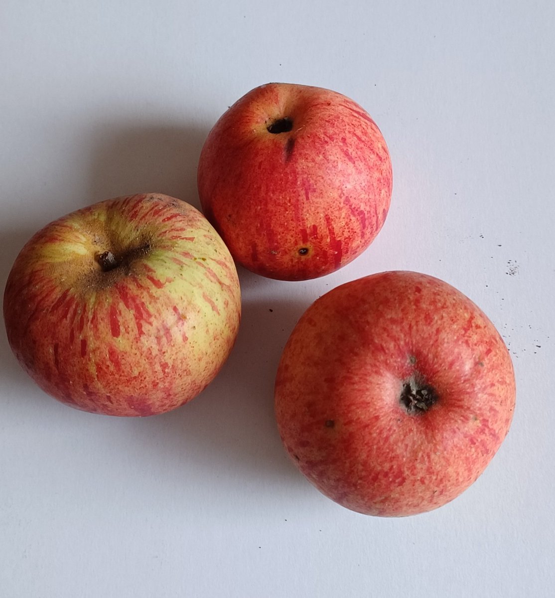 GertvdKroef's tweet photo. In de Fruithof van de #Menkemaborg staan #appelbomen van heel oude rassen. 1) London Pippin 1580 aromatisch van smaak, 2) Roosappel 1874 ruikt naar Rozen!, 3) Zoete Kroon 1870 in het noorden welbekend. Kom er een paar ophalen en ga proeven 😍 https://t.co/7RCVBKbXQ1